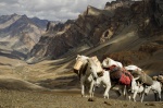 Galería: ZANSKAR India